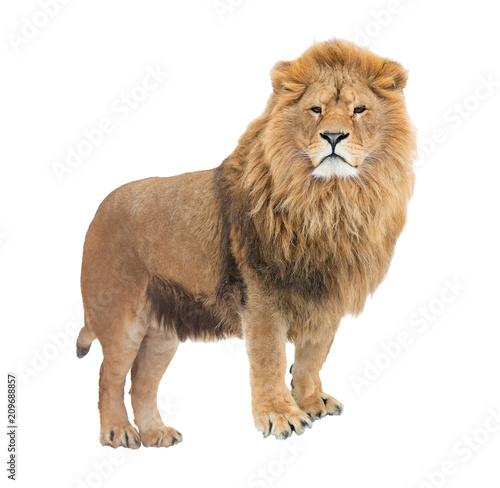 Adult, mighty lion pride leader. Isolated.