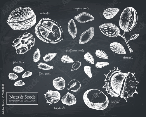 Vector collection of hand drawn seeds and nuts sketches. Walnut, hazelnut, almond, chestnut, pine nut, sunflower, pumpkin, flax seeds drawings. Healthy food elements collection on chalkboard