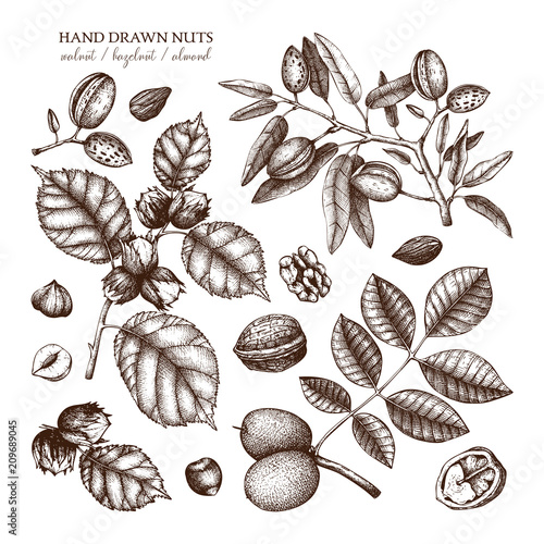 Vector collection of hand drawn nuts sketches. Vintage illustrations of walnut, hazelnut and almond. Botanical leaves, fruits, nutshells for packaging, branding, prints, cards design.