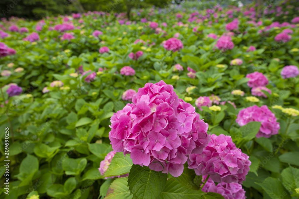 紫陽花 紫陽花