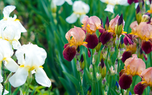 Fototapeta Naklejka Na Ścianę i Meble -  Flowers of irises of different colors.
