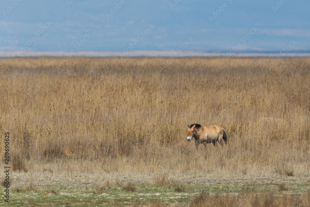one Przewalski horse standing in sparse grassland one Przewalski horse standing in sparse grassland