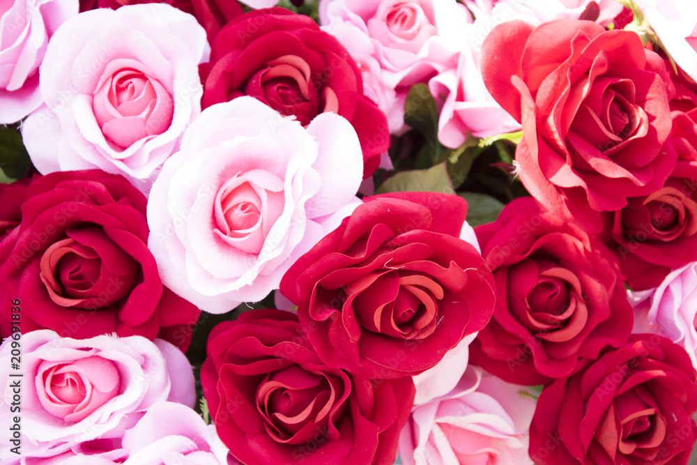 red and pink roses flower background red and pink roses flower background