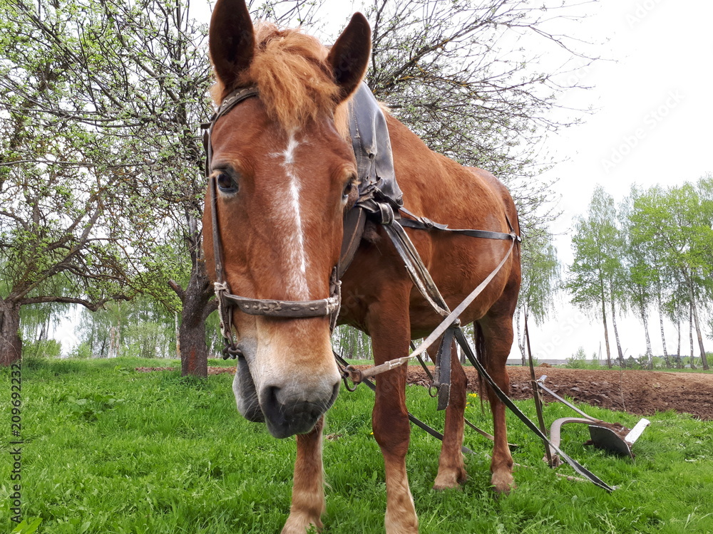 Horse with plow Horse with plow