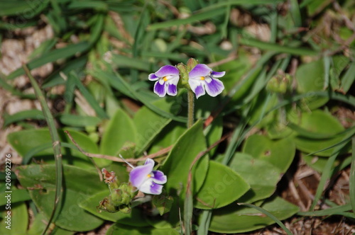 Ethiopie - Awasa