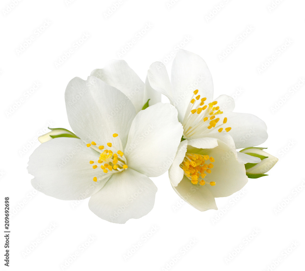 Jasmine flowers isolated on white background without shadow
