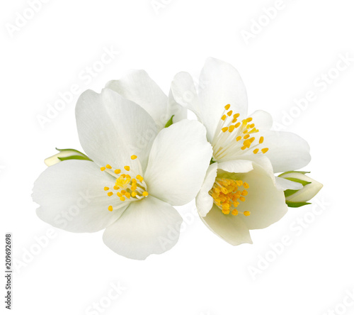 Fotografiet Jasmine flowers isolated on white background without shadow
