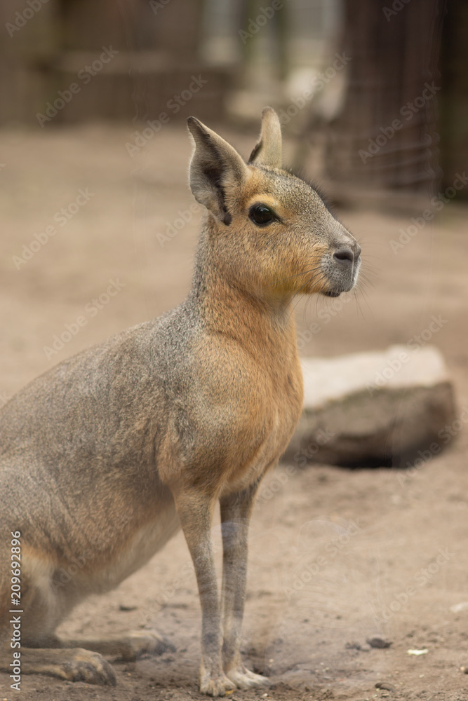 Mara portrait