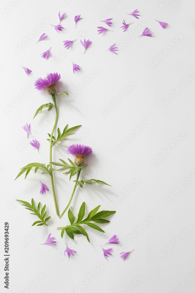 Fototapeta premium cornflowers on white background