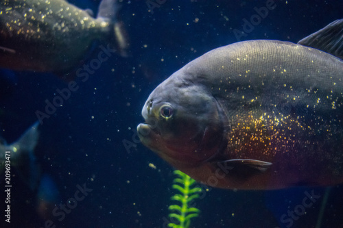 piranha in aquarium © andriy