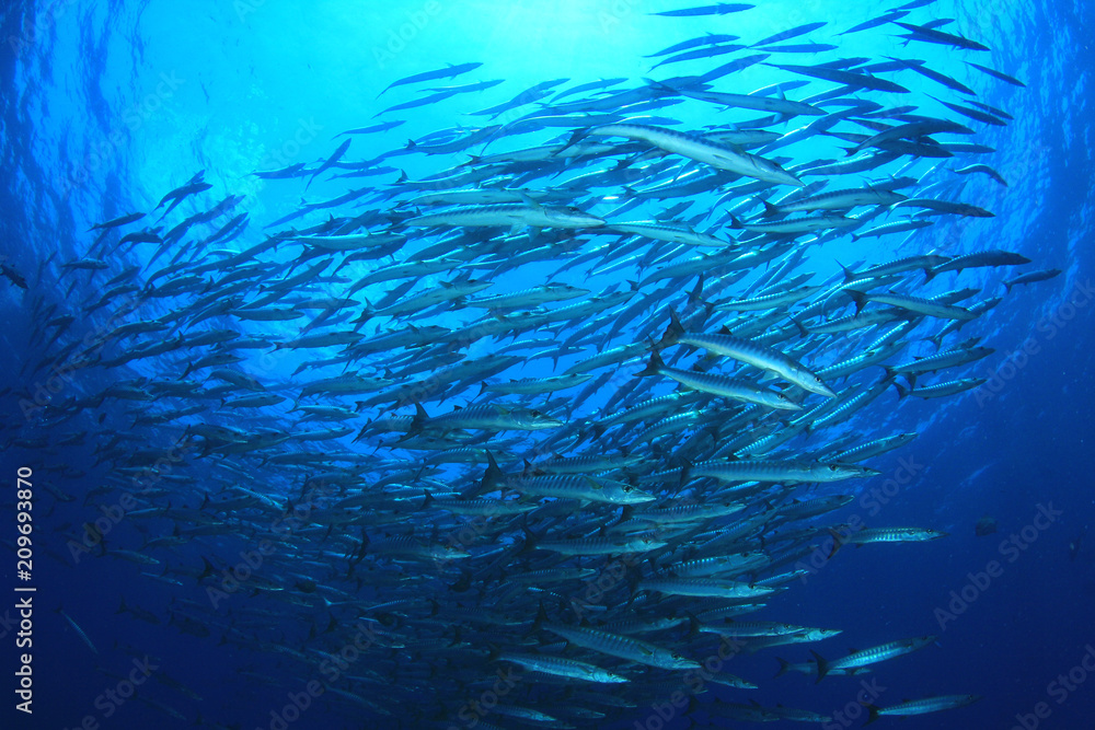 Barracuda fish Barracuda fish