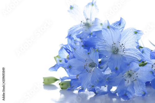 Tela flowers of delphinium on a white background