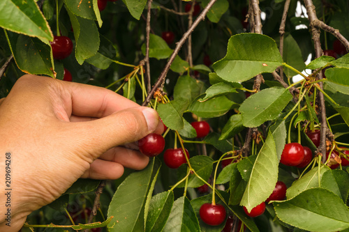 POV - picking fresh organic sour cherries hanging in the Montmorency cherry tree.