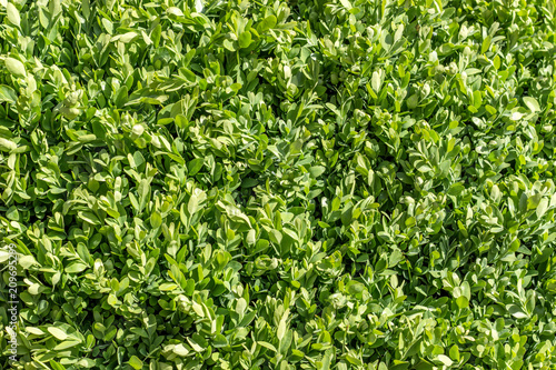 Buchsbaumhecke im Garten