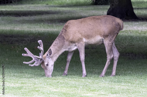 Wild male deer in London  United Kingdom