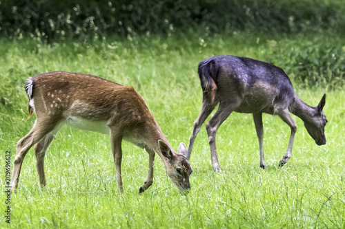 Wild young deer in London  United Kingdom