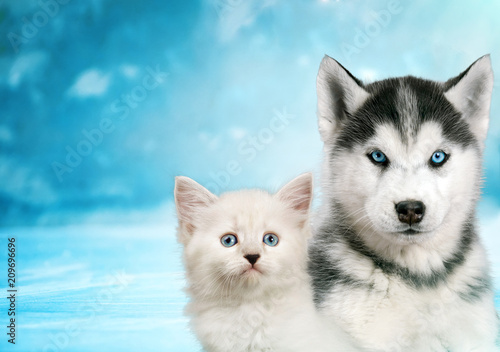 Fotografie Cat and dog together , neva masquerade kitty, siberian husky puppy look straight
