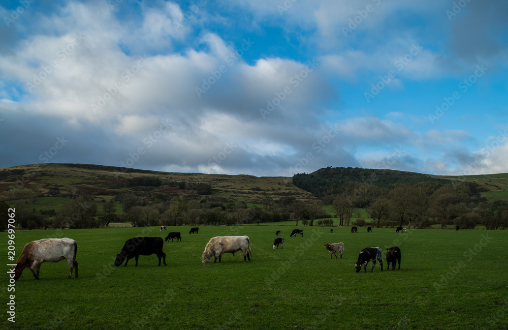 Naklejka premium Cows in the field