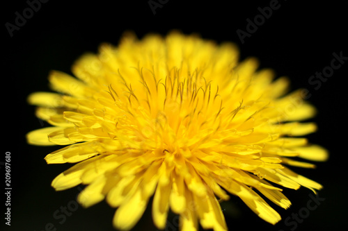 yellow flower of dandelion on a dark background