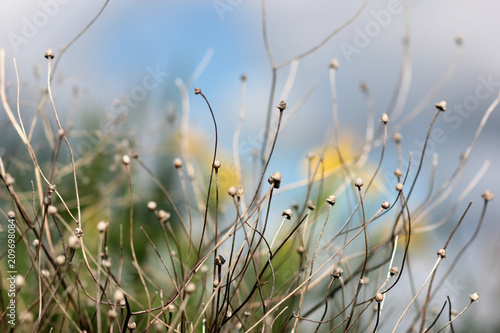 wild flowers on blurred background