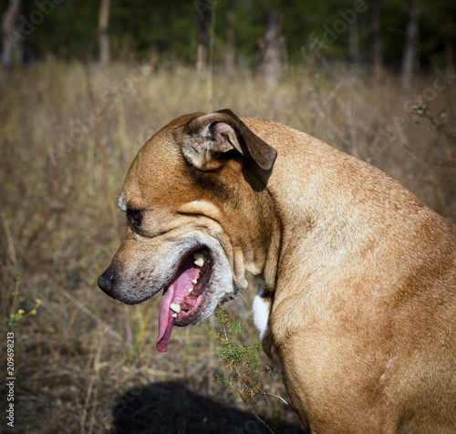 sad american pit bulls sitting on nature