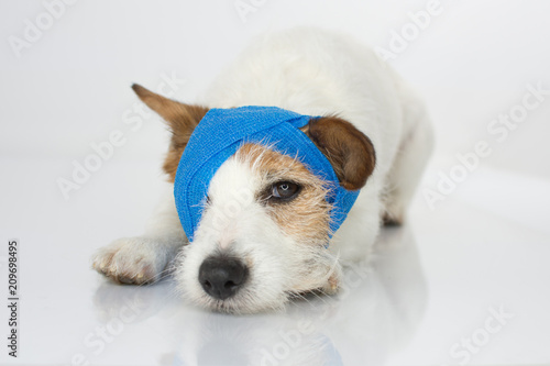 Slika na platnu CUTE JACK RUSSELL DOG VERY SICK WITH BLUE BANDAGES ISOLATED, ON WHITE BACKGROUND