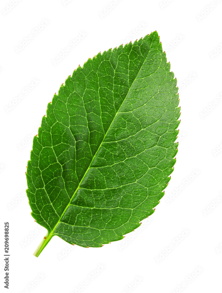 Obraz premium Cherry leaf isolated on white background macro