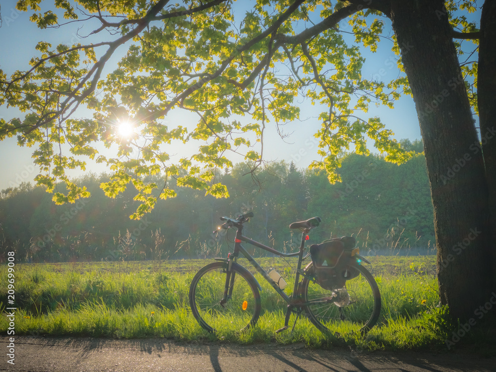 Fototapeta premium Bicycle on the road under the tree