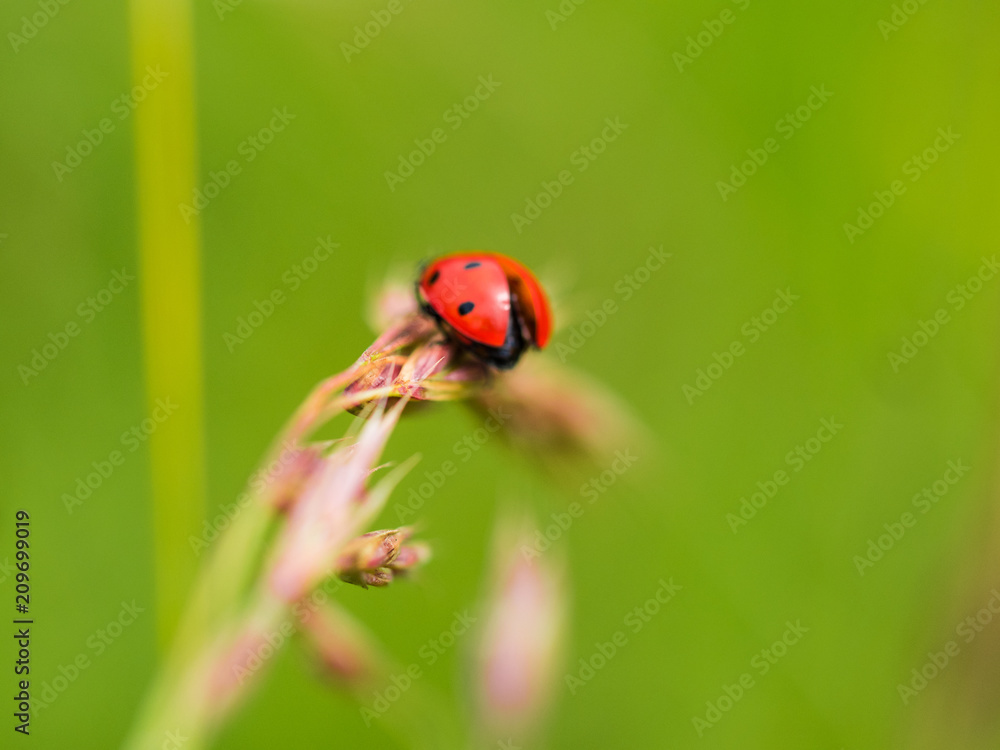 Red Ladybug In Pure Nature Red Ladybug In Pure Nature