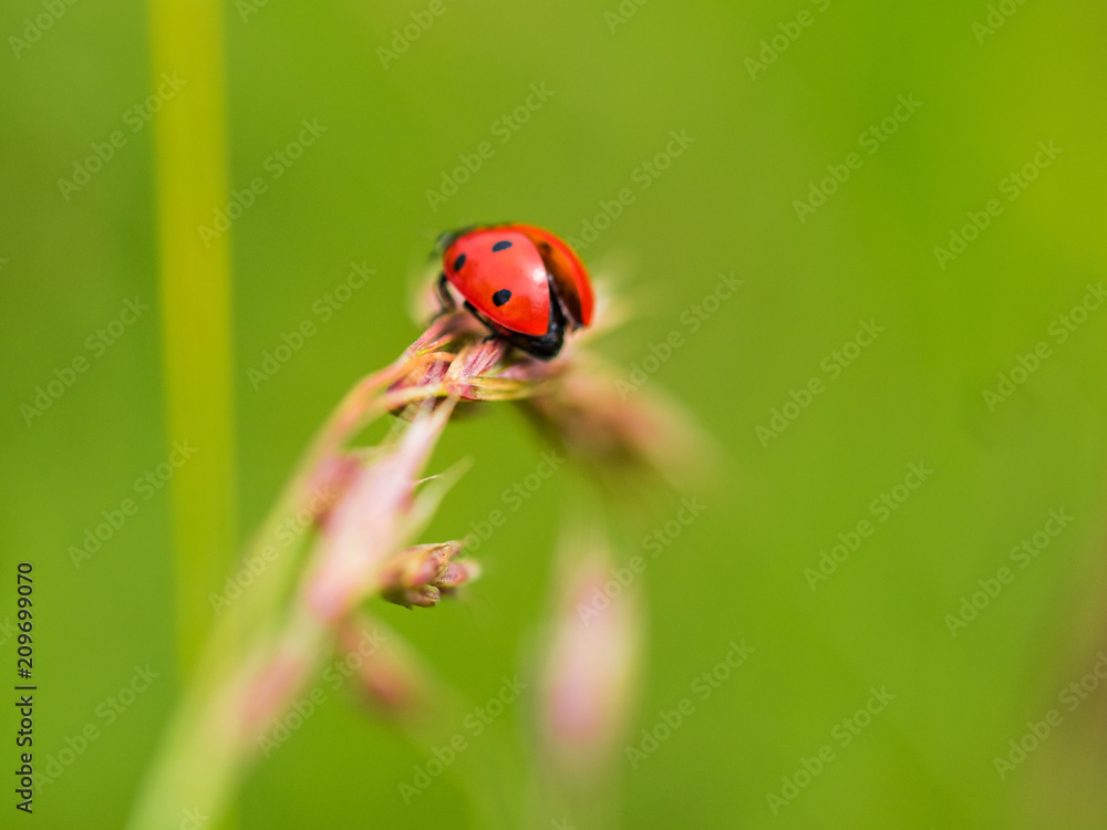Red Ladybug In Pure Nature Red Ladybug In Pure Nature