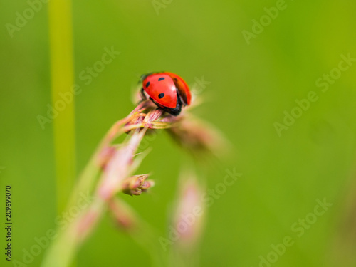 Red Ladybug In Pure Nature © Ruben