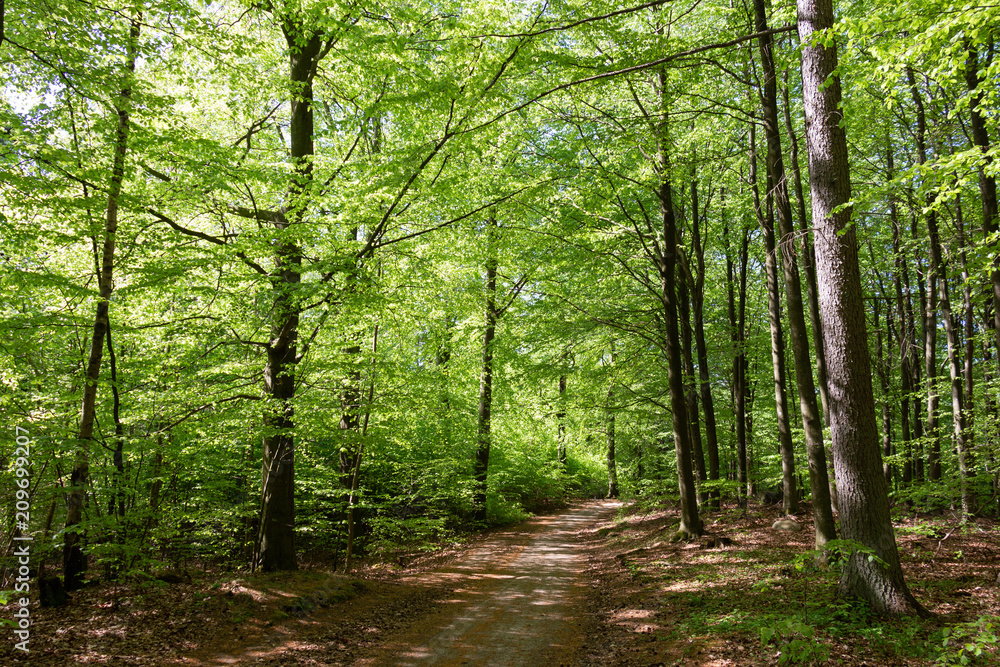 Fototapeta premium Beech Forests