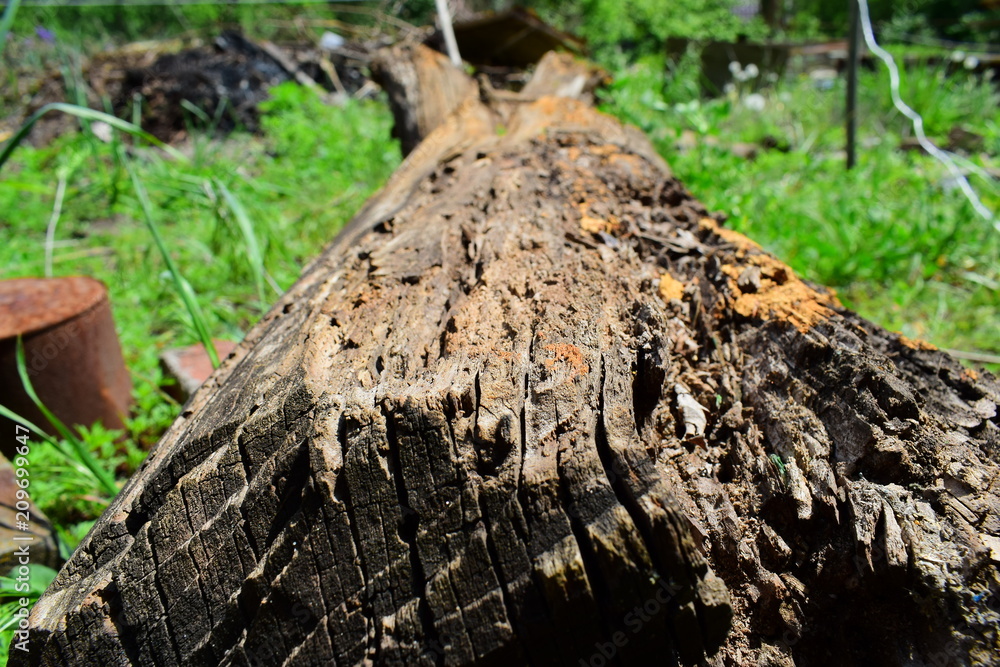 Bark of green trees as a natural background, wood texture for text and design. Bark of green trees as a natural background, wood texture for text and design.