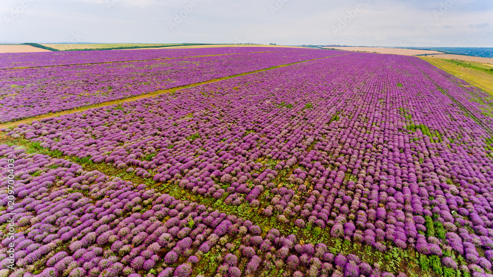 Naklejka premium Lavender field aerial view.