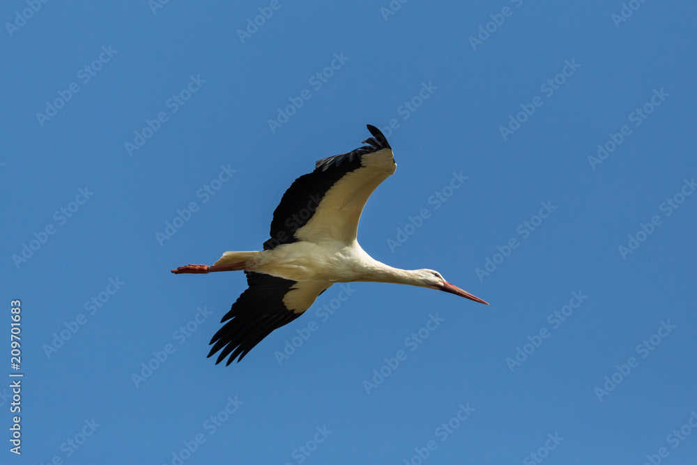 Obraz premium white stork (ciconia ciconia) in flight, spread wings, blue sky