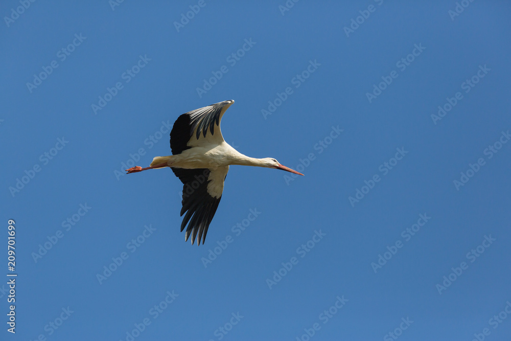 Fototapeta premium one white stork (ciconia ciconia) flying in blue sky