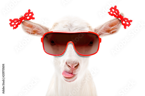 Portrait of a funny goat in a sunglasses with bows on the ears isolated on white background