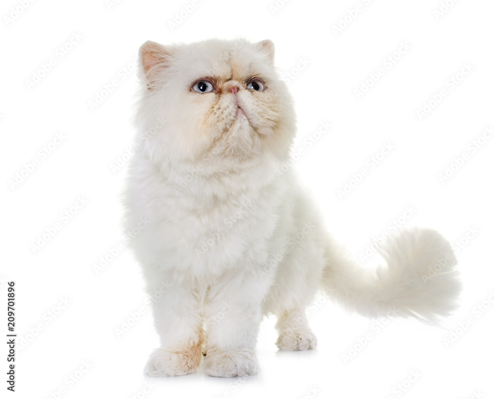 white persian cat