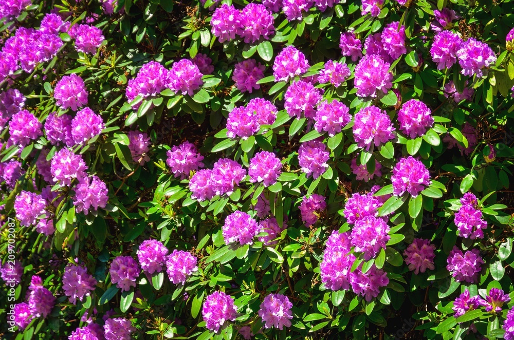 Spring natural background. Beautiful blooming rhododendrons in the park. Spring natural background. Beautiful blooming rhododendrons in the park.