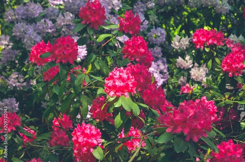 Spring natural background. Beautiful blooming rhododendrons in the park.