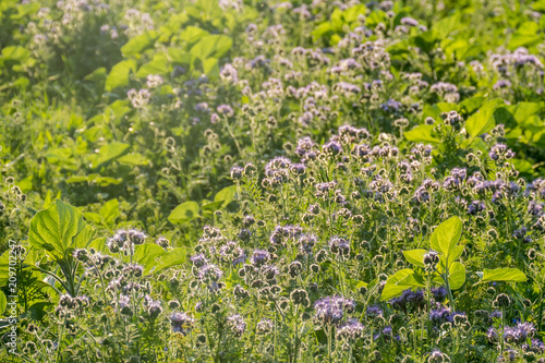 Bienenweide