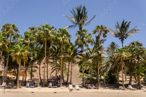 sunbeds under the palms