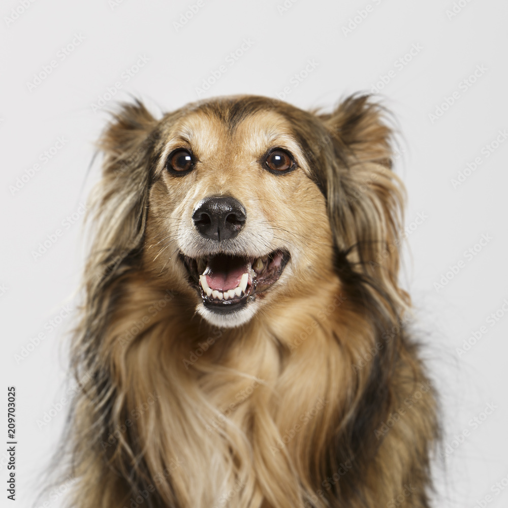 Studio portrait of an expressive Collie dog against neutral background Studio portrait of an expressive Collie dog against neutral background