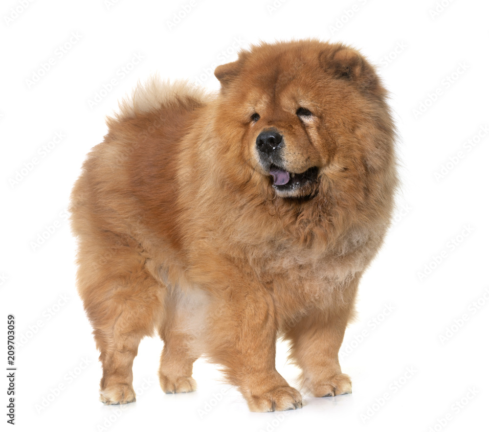 Fototapeta premium chow chow dog