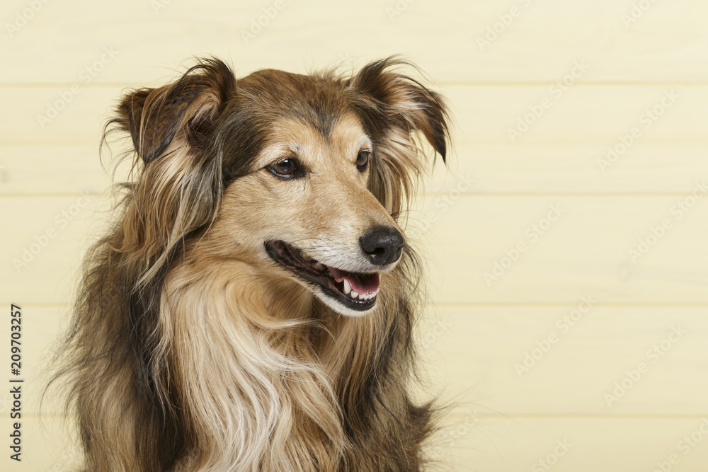 Studio portrait of an expressive Collie dog against yellow wooden background Studio portrait of an expressive Collie dog against yellow wooden background