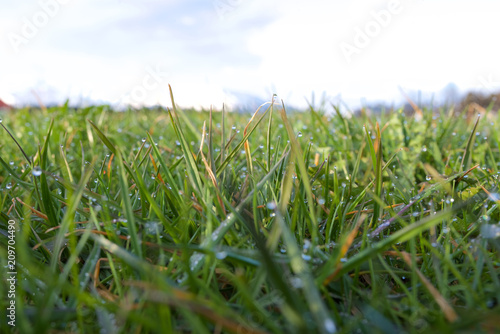 Wiese mit feuchten Gras im Vordergrund, Berge im Hintergrund