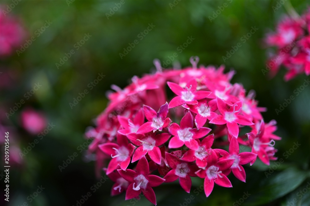 Japanese Flowers Japanese Flowers
