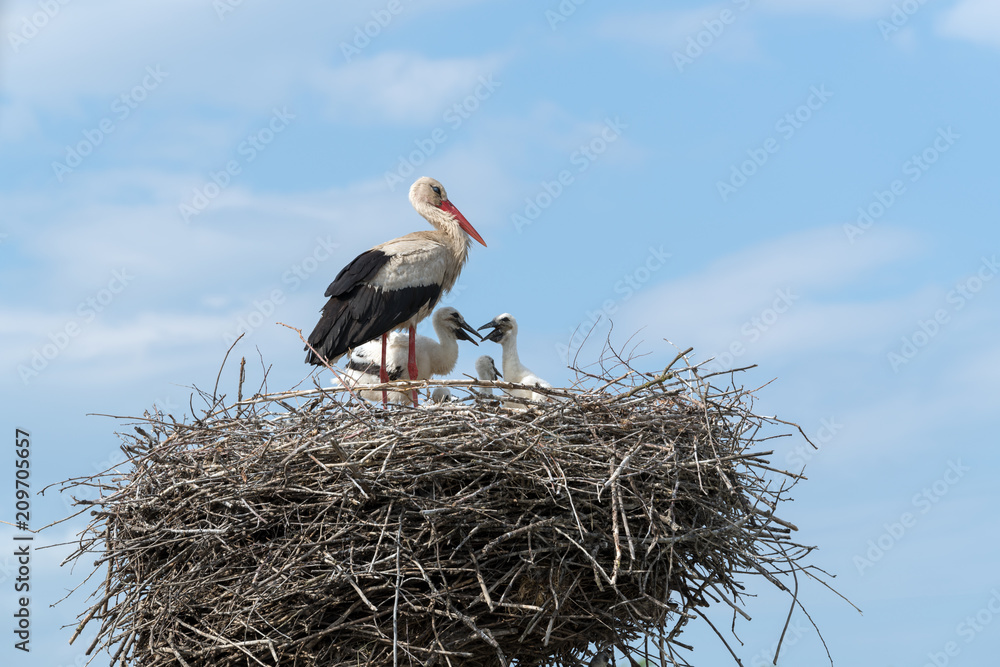Fototapeta premium White Stork in the nest