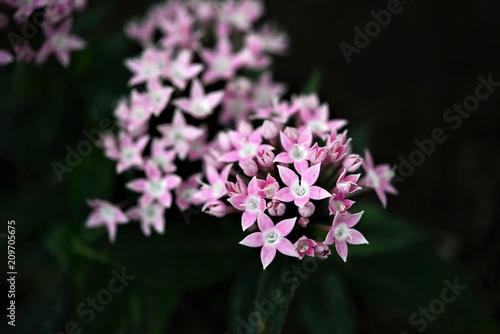 Japanese Flowers