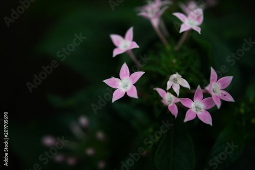 Japanese Flowers